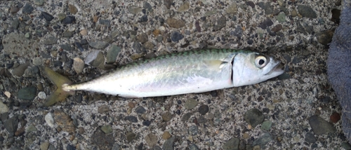 サバの釣果