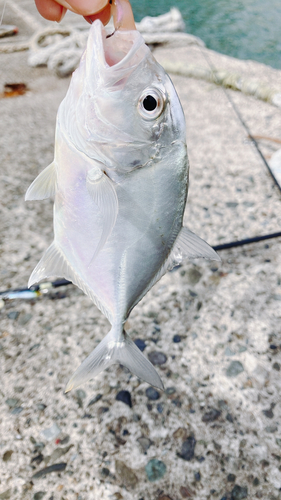 メッキの釣果