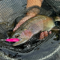 ニジマスの釣果