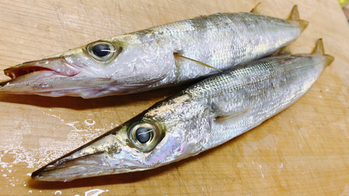 カマスの釣果