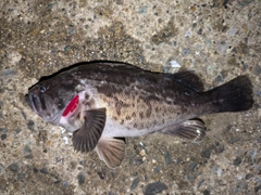 クロソイの釣果