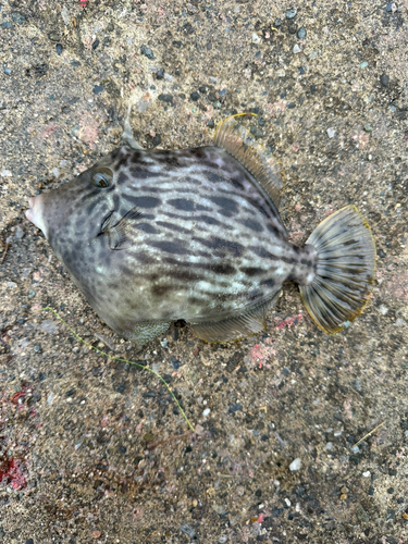 カワハギの釣果