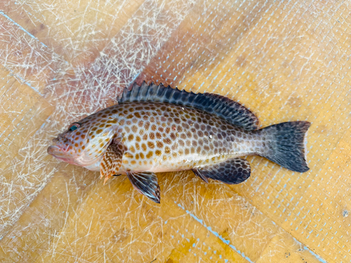 オオモンハタの釣果