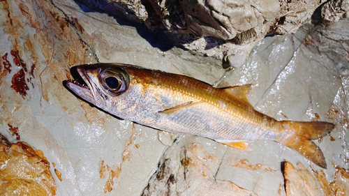 ムツの釣果