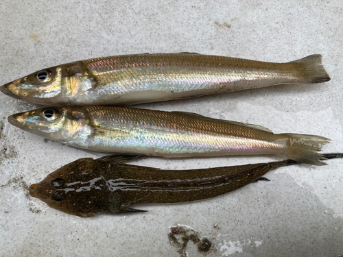 シロギスの釣果