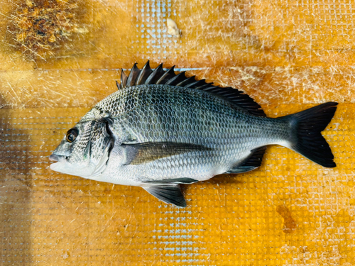 メイタの釣果