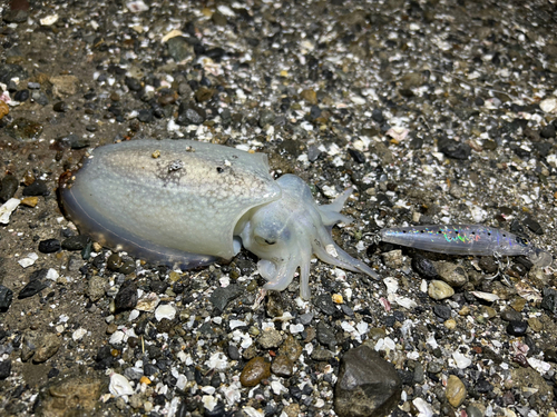 シリヤケイカの釣果