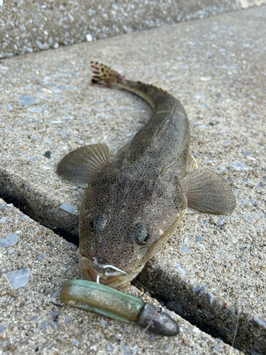 マゴチの釣果