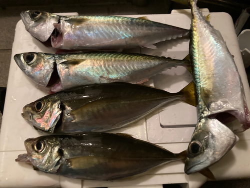 アジの釣果