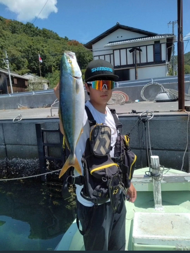 ハマチの釣果