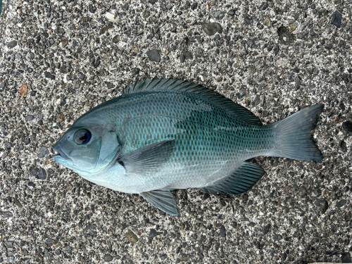 メジナの釣果