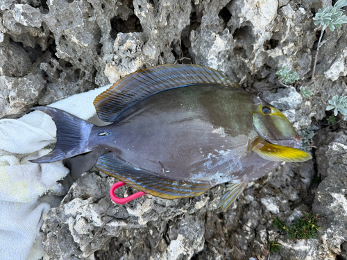 ニセカンランハギの釣果