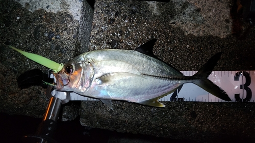 オニヒラアジの釣果