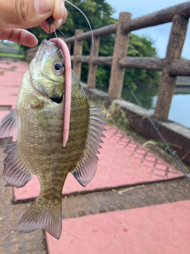 ブルーギルの釣果