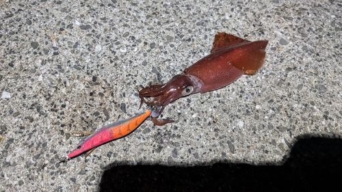 ケンサキイカの釣果