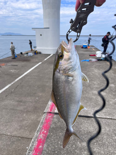 ショゴの釣果