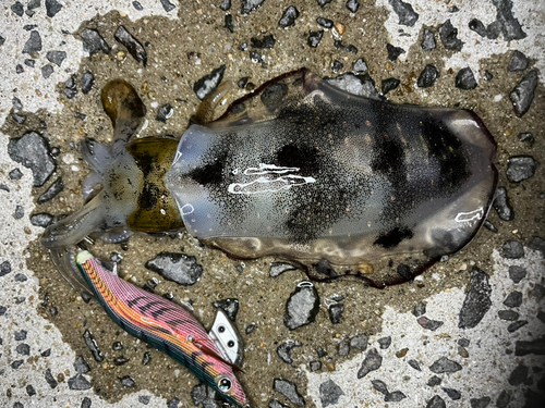 アオリイカの釣果