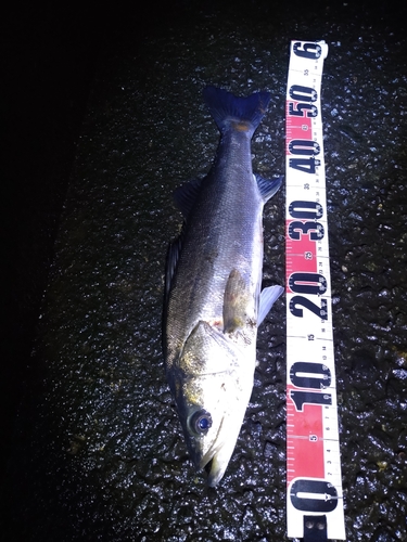 フッコ（マルスズキ）の釣果