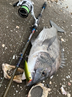 チヌの釣果