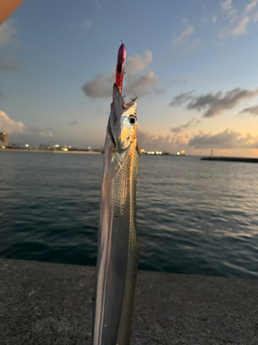 タチウオの釣果