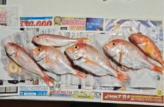 レンコダイの釣果