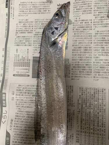 タチウオの釣果