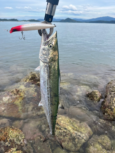 サゴシの釣果