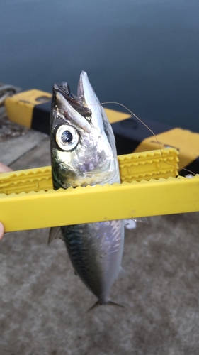 サバの釣果