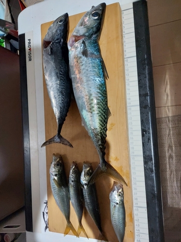 サバの釣果