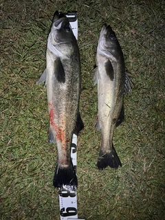 シーバスの釣果