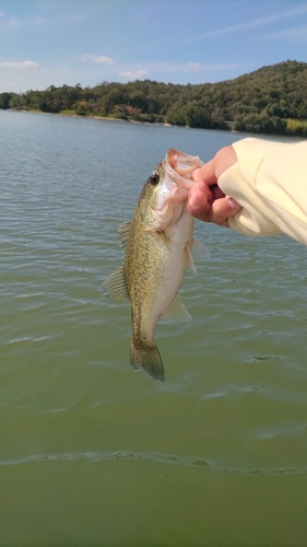 ラージマウスバスの釣果