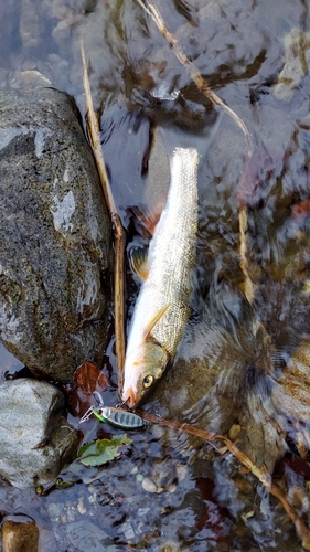 ニゴイの釣果