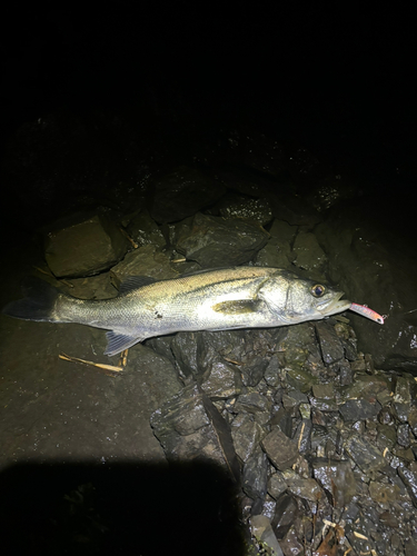 フッコ（マルスズキ）の釣果