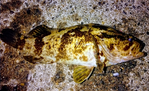 タケノコメバルの釣果