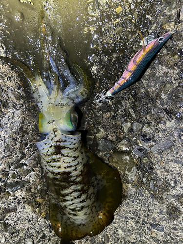 アオリイカの釣果