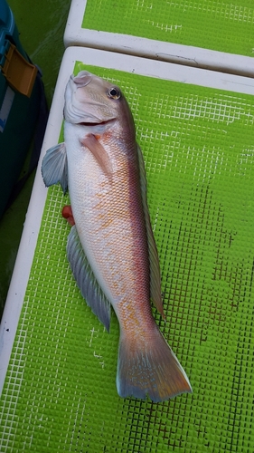 シロアマダイの釣果