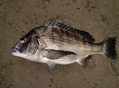 クロダイの釣果