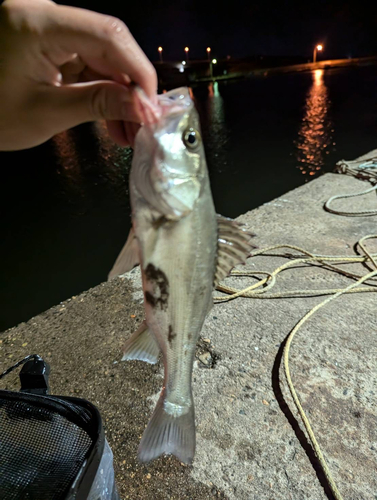 セッパ（マルスズキ）の釣果