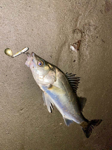 セイゴ（マルスズキ）の釣果