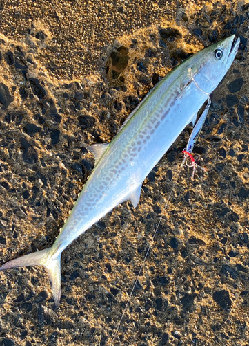 サゴシの釣果