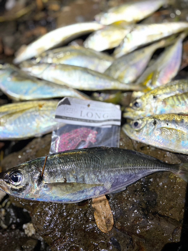 マアジの釣果