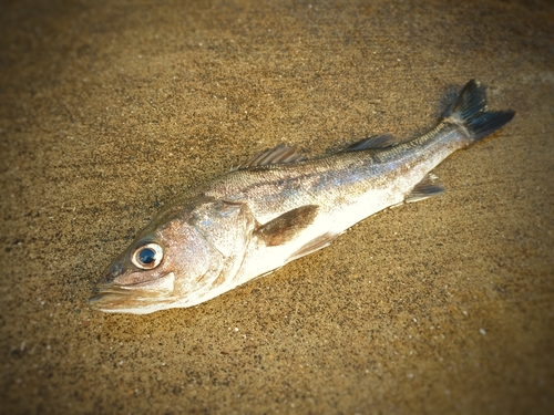 スズキの釣果