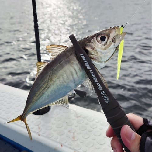 マアジの釣果