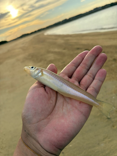 キスの釣果