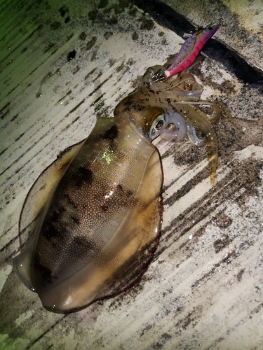 アオリイカの釣果