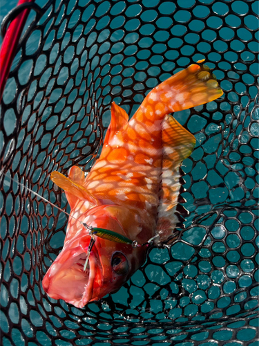 アカハタの釣果