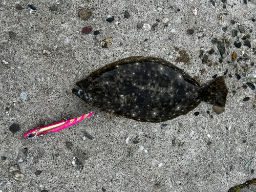 ヒラメの釣果