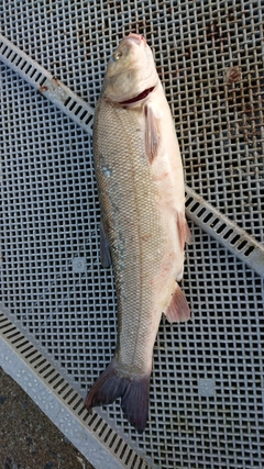 ウグイの釣果