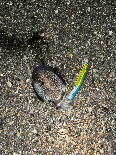 イカの釣果