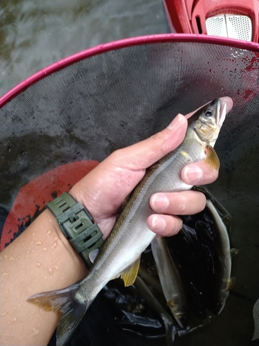 アユの釣果